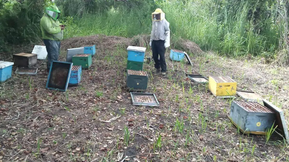 apicultores dos